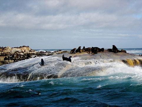 Những hòn đảo thiên đường của động vật