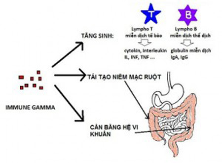 ImmuneGamma® - Cơ hội cho bệnh nhân viêm đại tràng