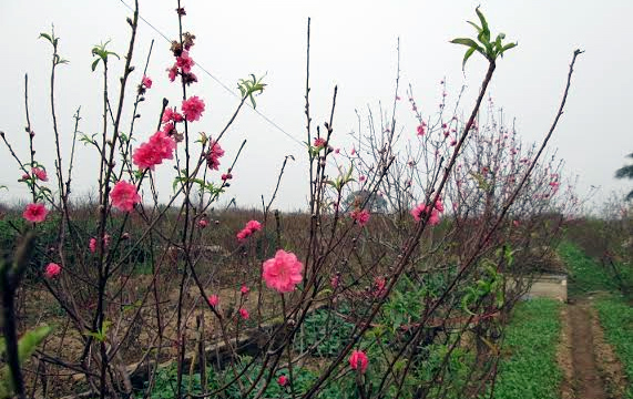 Cả phố chung tiền mua trọn vườn đào chơi Tết