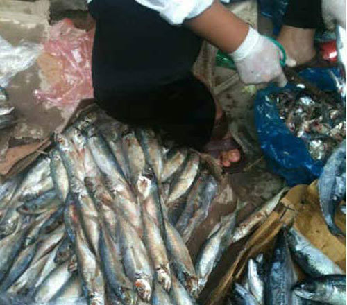 Cá tươi một tháng không ươn thối