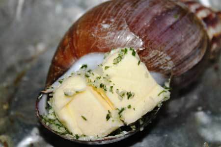 Thảm họa từ đặc sản... ốc ma