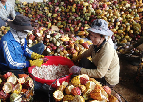 Tây sành ăn leo núi Việt Nam săn cacao xịn