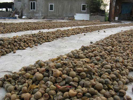 Ủ sấu, quất thối nồng nặc để làm mứt