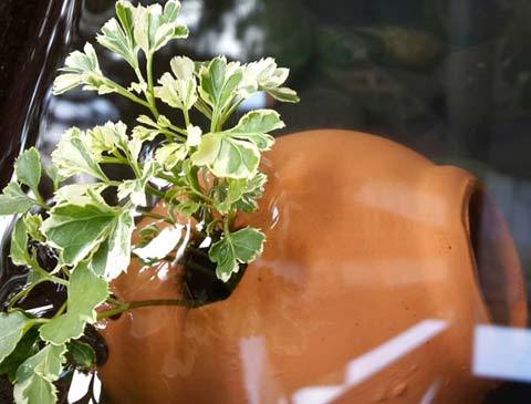 Đòi ly dị chồng chỉ vì... con mèo?