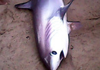 Cá mập dài 2m dạt vào bãi tắm Nha Trang