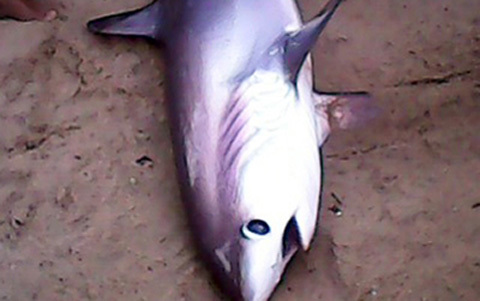Cá mập dài 2m dạt vào bãi tắm Nha Trang
