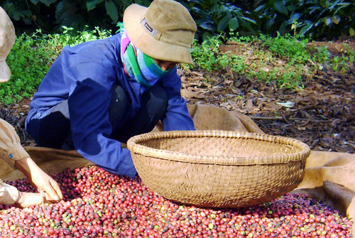 Kỷ luật sa thải người đã... chết