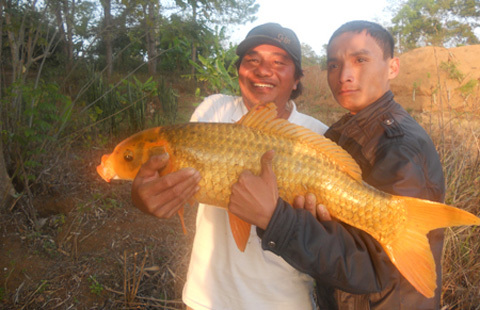 Câu được cá vàng 10kg ở Biển Hồ