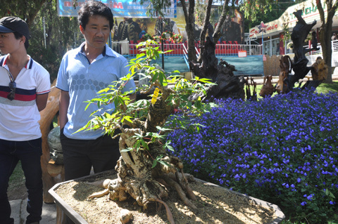 Bụi khoai mì độc và lạ, giá 20 triệu đồng