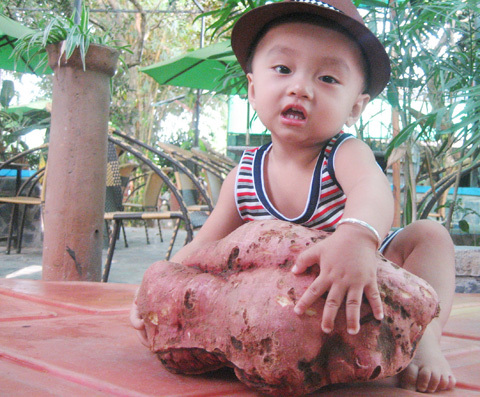 Gà bới, được củ khoai lang nặng 4,3 kg