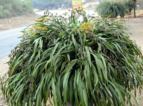 Chậu địa lan 120 nhành hoa giá gần 100 triệu