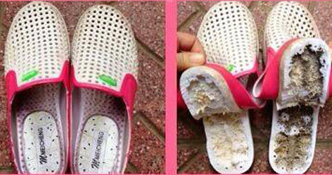 Hoang mang vì dép Trung Quốc gây ngứa, tê chân