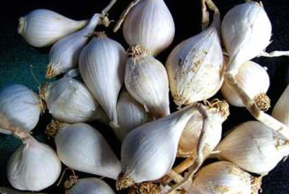 Tỏi 'khủng' giá gần triệu mỗi kg cháy hàng