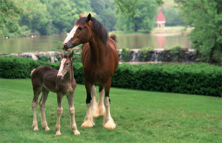 Năm Ngọ nói chuyện ngựa: Giống Ngựa Hoàng gia Clydesdale