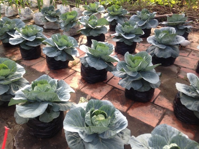 Ngô, bắp cải, ớt thành cây cảnh chơi tết