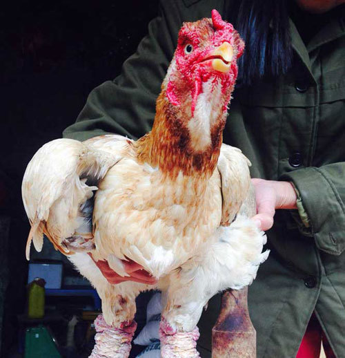 Một cây vàng đổi một đôi gà Đông Tảo