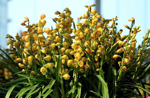 Chậu địa lan giá 42 triệu ở Hà Nội