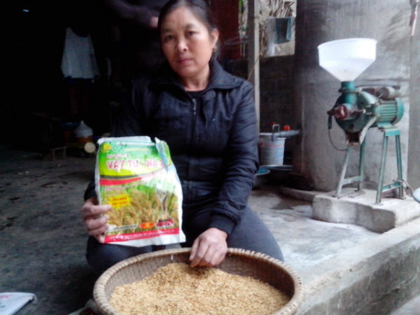 Sẽ bồi hoàn tiền giống và… tiền lãi cho nông dân