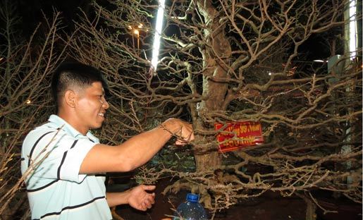 Thời sự trong ngày: Cây mai Tết giá nửa tỷ