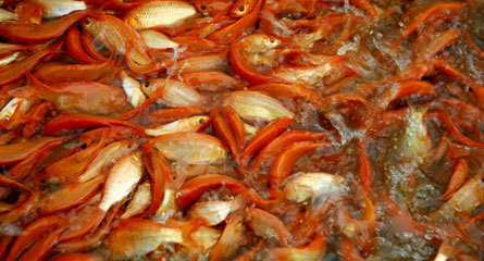 Cả làng xuống ao bắt cá chép cho Táo quân đi 'chầu'