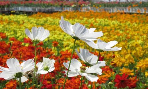 Vẻ đẹp khó cưỡng ở vựa hoa miền Cửu Long