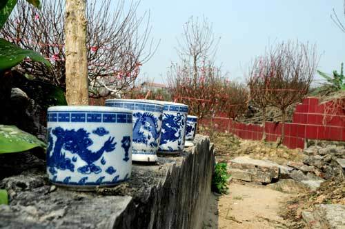 Vườn đào nghĩa địa độc nhất Hà Nội