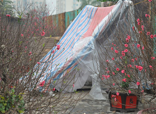 Dựng lều ăn, ngủ ven đường đón Tết