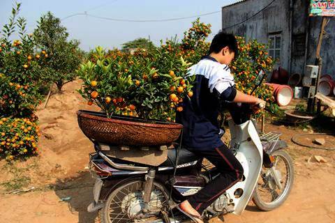 Đổ xô “săn” quất mini chơi Tết