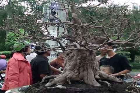 Cận cảnh cây kiểng 1,8 tỷ ở hội hoa xuân TP.HCM