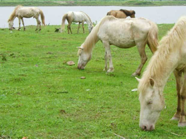“Vương quốc” bạch mã giữa lòng Hà Nội