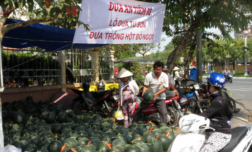 Lịch sử và nguồn gốc của cây Mai ăn tiêm?
