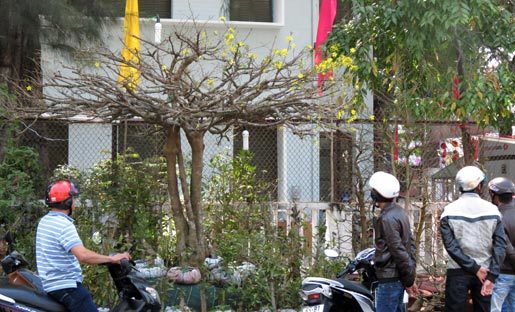 Cây mai vàng ‘phu thê mẫu tử’ giá 270 triệu