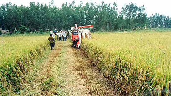 Cô Ba Sương, tuổi 70 khởi nghiệp
