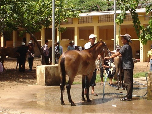 Chuyện ít biết về ngôi làng nông dân luyện chiến mã
