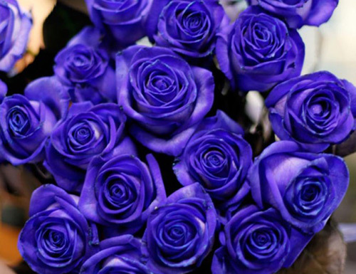 Hơn 5 triệu đồng một bó hồng xanh Valentine