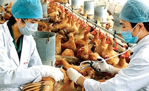 Cúm A/H7N9 cận kề biên giới