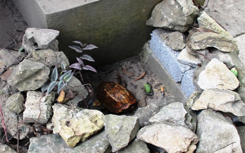 Rùa vàng xuất hiện ở suối cá thần ngày đầu năm