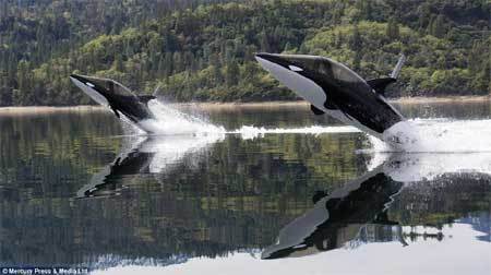 Chiến đấu cơ được hóa kiếp thành xuồng máy