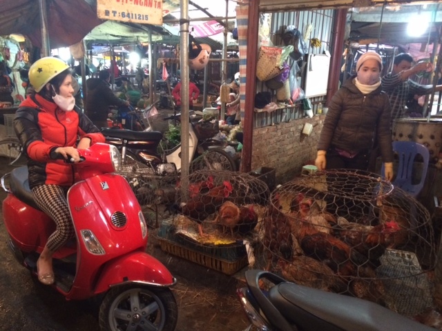 Chợ Hà Nội chưa biết sợ cúm H7N9