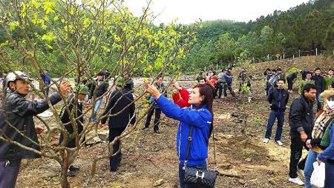 Trồng 103 cây mai vàng tại khu mộ Đại tướng Võ Nguyên Giáp