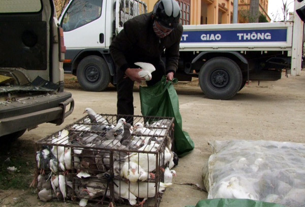 Ô tô tải chở chim bồ câu nhập lậu từ TQ