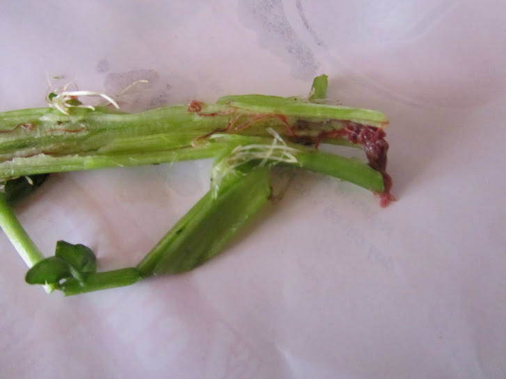 Hoang mang tin rau cải xoong nhiễm sán