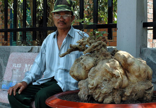 Đào được củ khoai bán hơn 10 triệu đồng