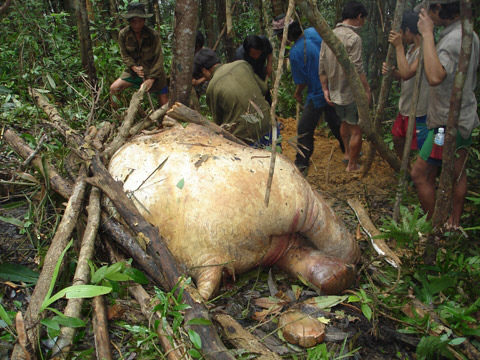 Mất ăn mất ngủ vì voi rừng quấy phá