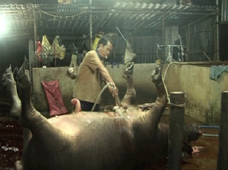 Ghê sợ 'công nghệ' bơm nước vào gia súc để tăng trọng