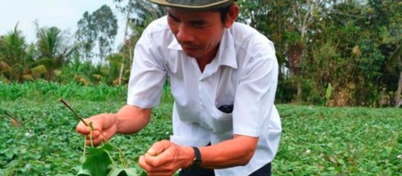 Lạ thường: Thương lái Trung Quốc săn mua lá khoai non