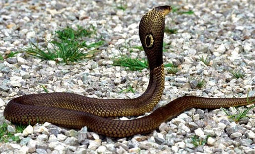 Bị rắn độc cắn chết trong nhà nghỉ