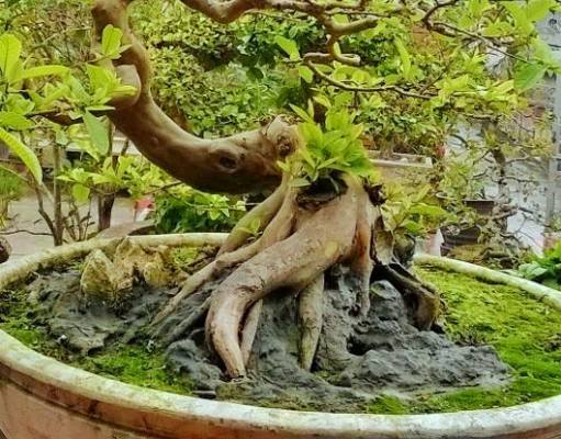 Ngắm cây ổi dáng 'rồng bay' giá 150 triệu