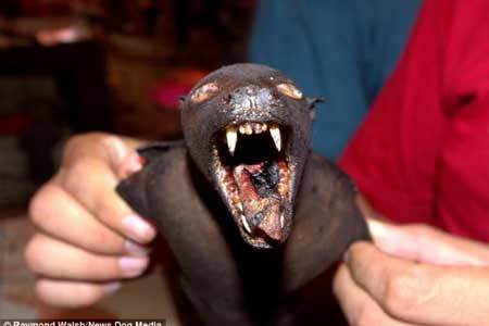 Chợ thực phẩm ghê rợn nhất thế giới