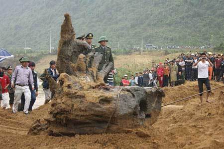 Giá đắt hơn vàng: Phát cuồng vì gỗ sưa